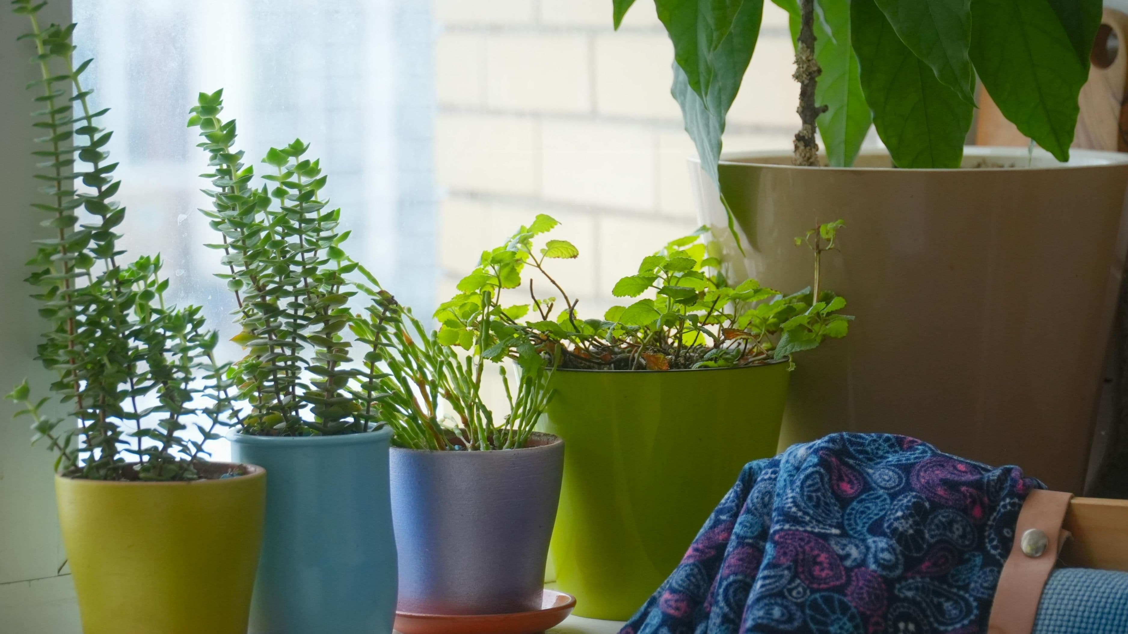 What Are the Top 10 Houseplants That Are Hard to Kill?