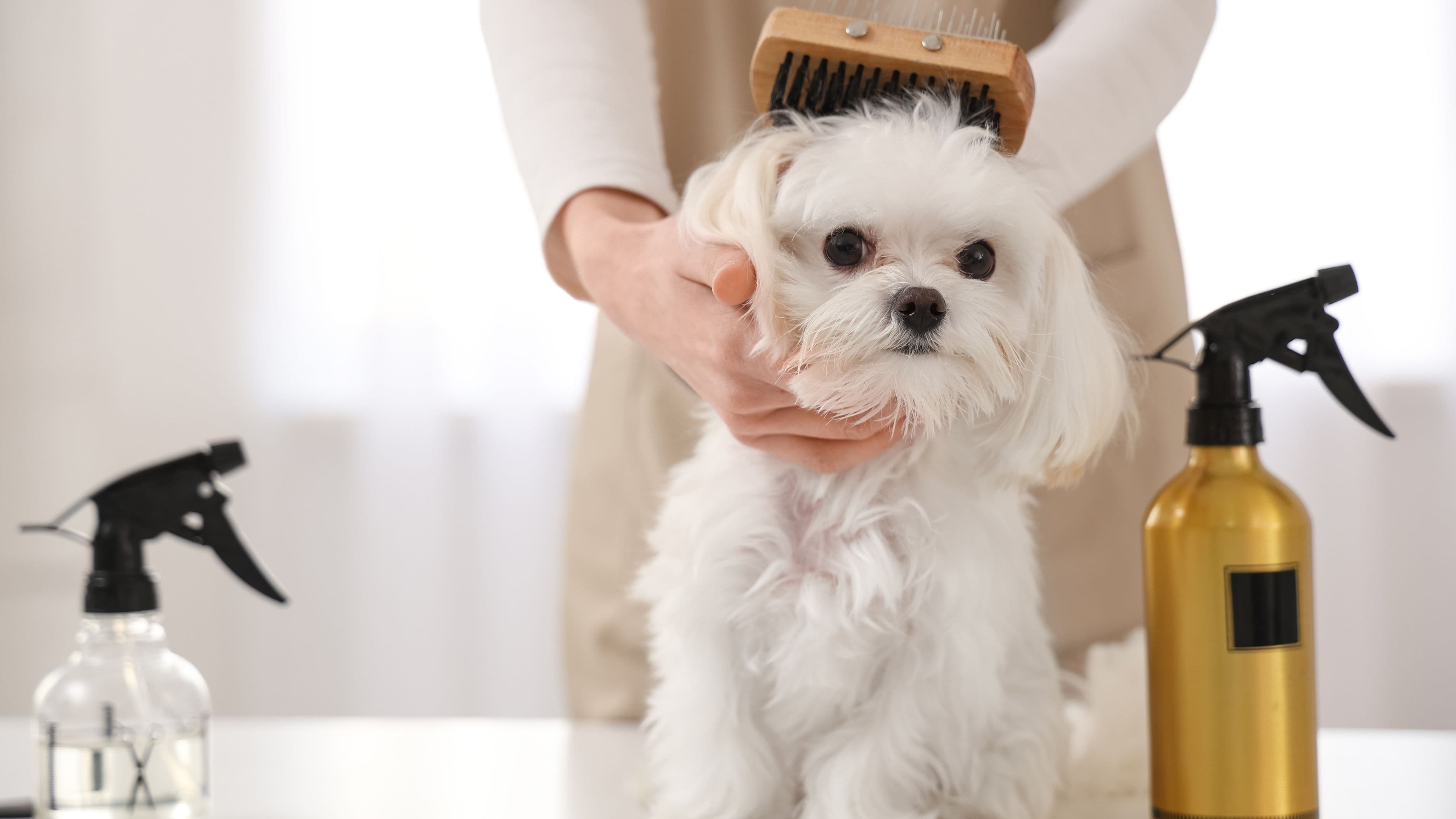 Top 10 Pet Products Brands on Amazon in 2026